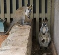 0318-1439 Canberra Zoo (3185343)